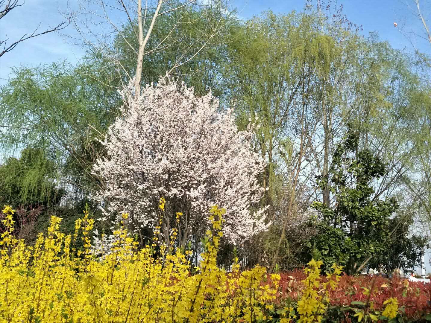 春天里，我們一起來(lái)看花