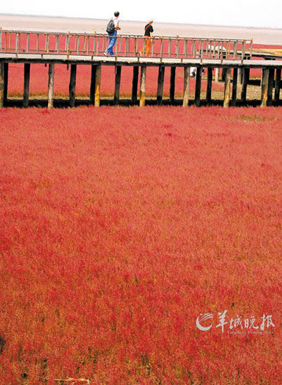 遼寧盤錦紅海灘，面積達(dá)9萬(wàn)畝