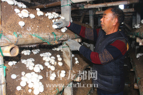 周口項(xiàng)城：食用菌種植基地內(nèi)，工人正在查看雙孢菇長(zhǎng)勢(shì)