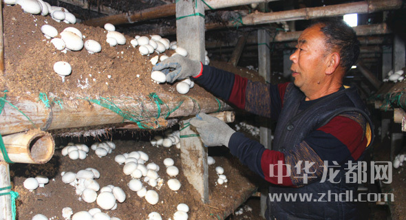 周口項(xiàng)城：食用菌種植基地內(nèi)，工人正在查看雙孢菇長(zhǎng)勢(shì)